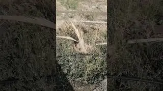 نمو فسائل النخيل. وتضرر شتلات السدر.. الأمر بيد الله.