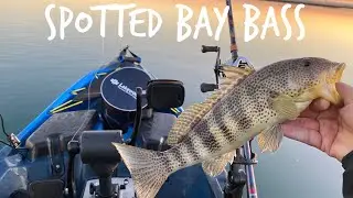 Super Bowl Sunday Fishing For Spotted Bay Bass. Huntington Harbor