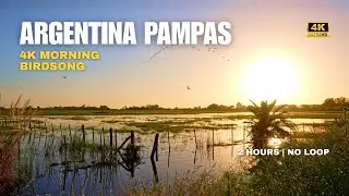 Spring Sunrise: Pampas Birdsong 4K | Argentina Nature