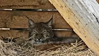 Petya the dog and the lynxes. Timka hid in the little house. PRIDE LAND PARK 🌿
