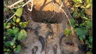 Amazing Hole trap - smart boy make easy deep hole canyon fish trap to a lot Fish
