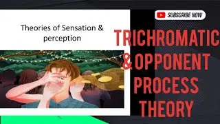 Trichromatic theory of color vision| trichromatic theory & opponent process theory| trichromatic