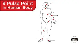 Pulse Points in the Human body