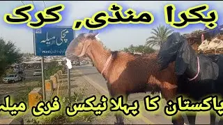 Cow Mandi Machki Mela, Bakra Eid 2023 - 1