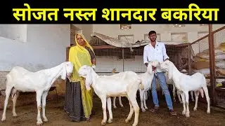 7725996274 सोजत नस्ल शानदार बकरिया। #बकरी #goatfarm #sojat #india