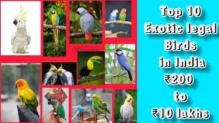 Top 10 Exotic Legal Birds in India as a pets 🦜 #exoticpets #exoticbirds #legalbirds #pets #birds