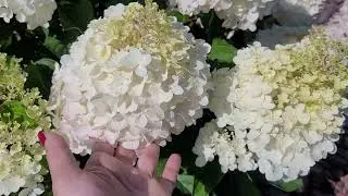 Метельчатая гортензия Forever and ever White Red