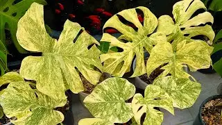 Vài Cây Mình Đang Bán Mời Mọi Người Ạ