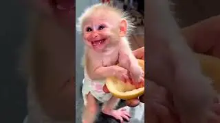 Lucu  monyet ketawa