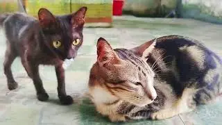 What Do The Cats Do After Breakfast ?