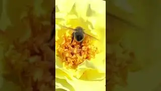 Bee Rose Planting Slow Motion Insect.shorts.Пчела Роза Посадка Медленное Движение Насекомое.