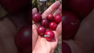 3 buah langka yang ada di Indonesia #fruit