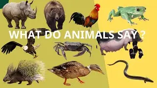 Animal Voices and Cute Pets - Hedgehog, Rhinoceros, Bantam Chicken, Eel