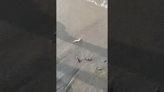 A Rescue Operation By God #shorts #sea #fish #travel #animals #shortsfeed