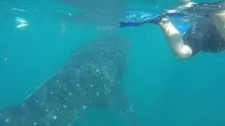 Whale shark suction feeding in La Paz￼