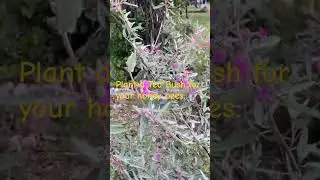 Florida Native Bee Bush