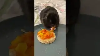 Hamster eating PIZZA?