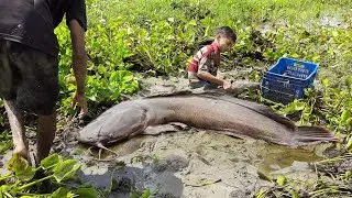 Hand Fishing Video 2026.  Amazing Boy Is Catching Big Catfish  From Under The Water Hyacinth.