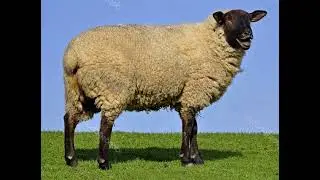 (Sheep Baaing Sound Effects)