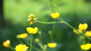 Yellow flowers - #10 free video - No copyright