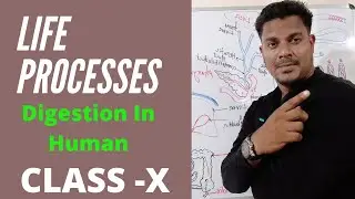 LIFE PROCESSES , Part-4, DIGESTION AND ABSORPTION IN HUMAN, CBSE CLASS 10, NCERT