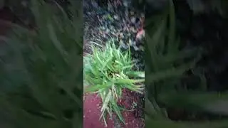 Babosa/(Aloe vera) (L.) Burm.f. [Leitura na Descri&ccedil;&atilde;o]#babosa