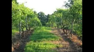 Motorhome UK - A Vinyard of apples