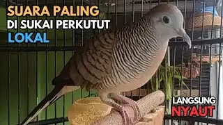 Perkutut Lokal Gacor Suara Paling DiSukaI Untuk Pancingan Semua Burung Perkutut Agar Cepat Bunyi  08