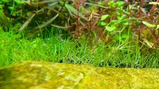 Process of pearling 