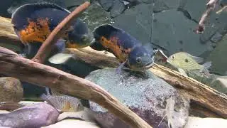 Showaquarium Verduijn Cichlids met pauwoogcichliden