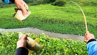 PESCARIA 100% CAIPIRA NO CÓRREGO COM FIGADO NO FUBÁ E MINHOCA!! Rodamos Tudo atrás Delas...