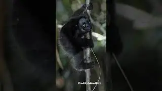 Indri | Species Fact Card