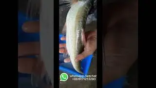 #fish #amazing 🐟 fish cleaning machine after cutting skill local market china#china  #fishing