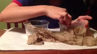 Termite Harmony Public School T-STEM Project For Stem Educators