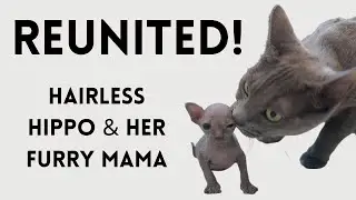 REUNITED! Hippo is Back With Her Mama!