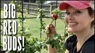 Don Juan Climbing Rose / Big Red SPRING Buds!