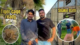 Snake ko Sun Bath Dai Diya 🐍🛁| Tiger New Cage Ready 🐅🐅