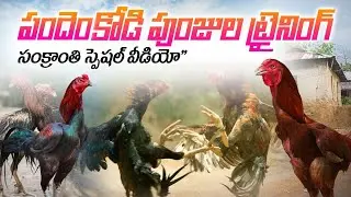 భీమవరంలో సంక్రాంతి festival ముందు పాతకాలం నుంచి జంతు సంరక్షణ ఎలా చేస్తారు?Training &FoodCare|Telugu.