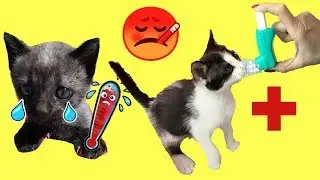 Mamá cuidando de mis gatitos bebés Luna y Estrella con juguetes para niños / Funny cats