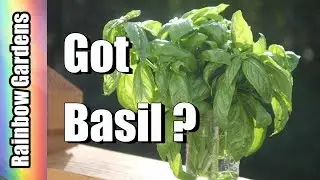 Got Basil?  3 Ways to Store Your Basil,  Let's Freeze It & Make Vinegar!