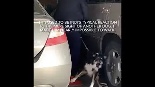 Aggressive Behavior Before & After Training - Australian Shepherd
