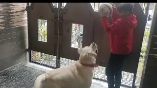 Bhai ne Ball ⚽ se nhi khilya Leo ko, Daddy se ki sikayat🐶#subscribe #vlogs #Angry#love