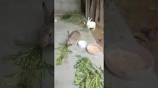 Animal Freeze Dance Song#Animal