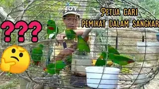 Burung serindit@Turipos // Cara memilih untuk di jadikan pemikat // Pemanduk Tegar👍