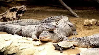 Danger Animals Wild - Ultra HD -  8K VIDEO 🤩