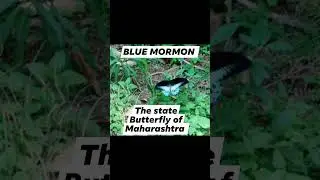 MORMON The state Butterfly 🦋 of Maharashtra