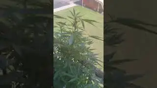 balcony of cannabis and 1 cherry tomato