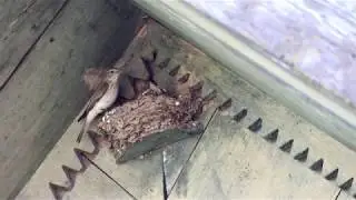 Серые мухоловки (Muscicapa striata) выкармливают птенцов. Птицы Беларуси.