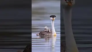 Clark&rsquo;s grebe babies on the ride #sonyalpha #babybird #grebe #wildlife #bird