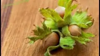 🍔🍔🍔ФУНДУК сорт ПИРОЖОК 2020 ( круглый,,морозостойкий,урожайный) | Hazelnuts variety pie
